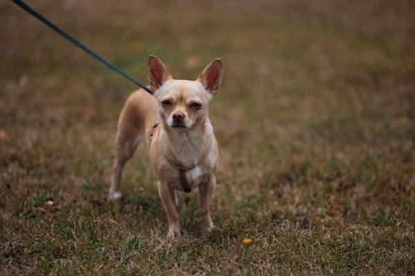 Welche Farben schaffen eine entspannende Atmosphäre im Wohnzimmer?